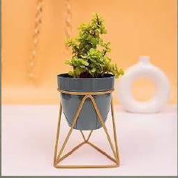 Triangular Planter With Golden Color Stand 12*12*18*2