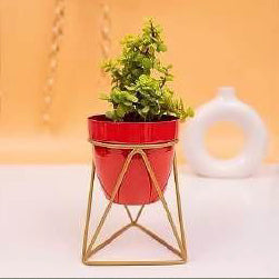 Triangular Planter With Golden Color Stand 12*12*18*4
