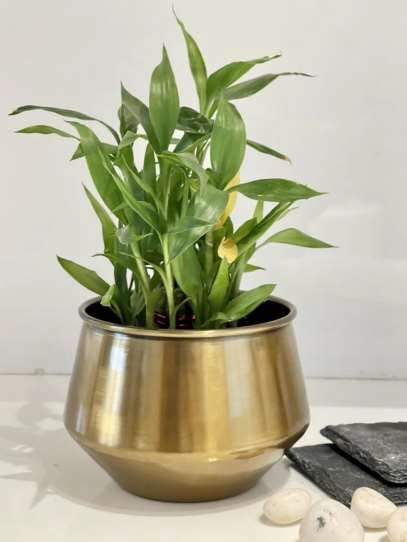 Golden Color Pot 6*6*5-V Home Decor