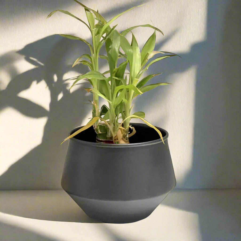 Black Matte Pot 6*6*5-V Home Decor