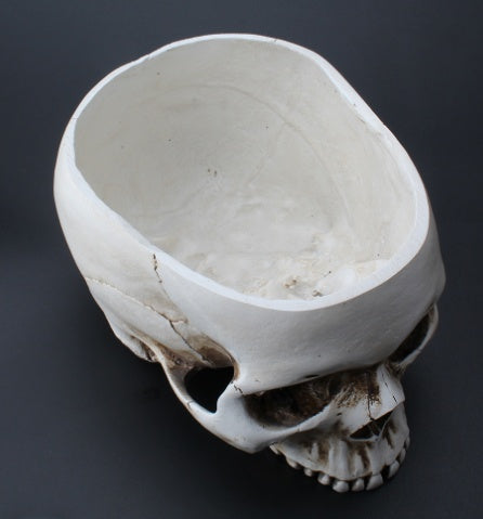 🎁 Resin Skull Flower Pot Ashtray Resin Skull Ornament Flower Pot (100% off)