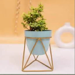 Triangular Planter With Golden Color Stand 12*12*18*3