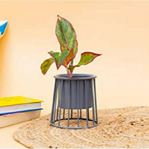 Cylinder Planter With Golden Color Stand 10*10*13*2