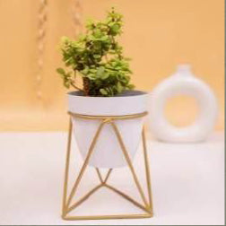 Triangular Planter With Golden Color Stand 12*12*18*1