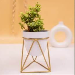 Triangular Planter with golden color stand 12*12*18*1