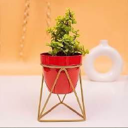 Triangular Planter with golden color stand 12*12*18*4