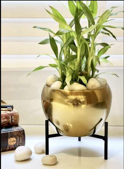 Golden Color Pot 6*6*6